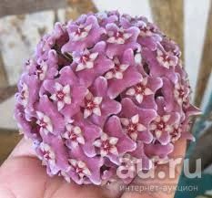 Лот: 16422251. Фото: 1. Хойя-Hoya skineriana. Горшечные растения и комнатные цветы