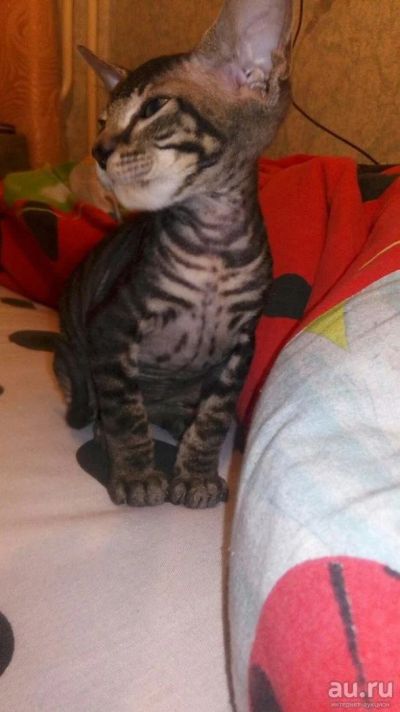 Лот: 8328133. Фото: 1. котенок сфинкс. Кошки, котята
