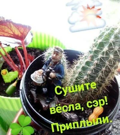 Лот: 15896752. Фото: 1. Кактусёнок Кузя. Горшечные растения и комнатные цветы