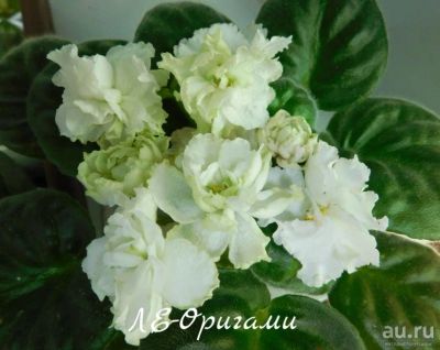 Лот: 8484612. Фото: 1. Продам лист сортовой фиалки ЛЕ-Оригами. Горшечные растения и комнатные цветы