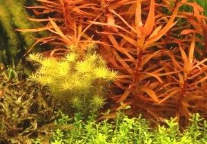 Лот: 6524983. Фото: 1. Аммания грацилис (Ammannia gracilis... Водные растения