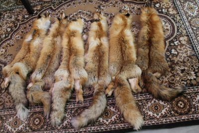 Лот: 3495712. Фото: 1. шкура лисы. Другое (одежда, обувь, галантерея)