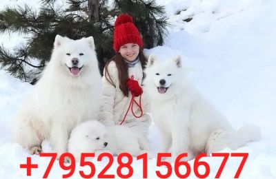 Лот: 24670917. Фото: 1. Щенки Самоедов. Собаки, щенки