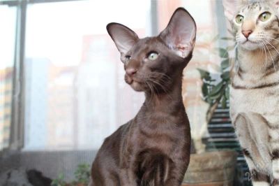 Лот: 2962459. Фото: 1. Ориентальный котенок. Кошки, котята