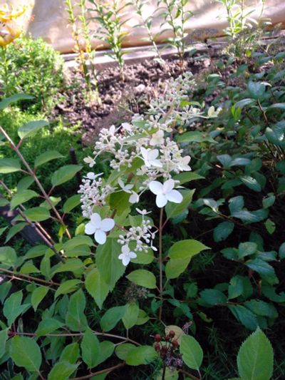 Лот: 11916415. Фото: 1. Гортензия метельчатая (Hydrangea... Садовые цветы