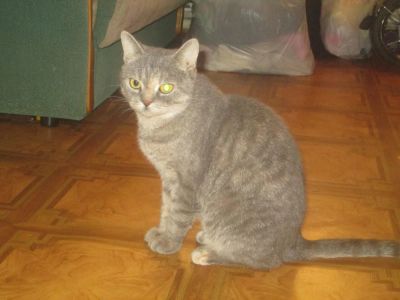 Лот: 5371568. Фото: 1. британочка. Кошки, котята