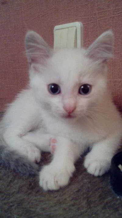 Лот: 6040639. Фото: 1. Котята даром. Кошки, котята
