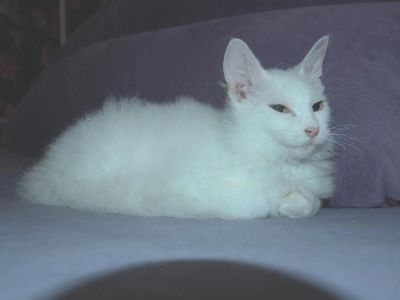 Лот: 4698282. Фото: 1. отдам в добрые руки белую кошечку. Кошки, котята