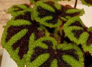 Лот: 7962083. Фото: 1. Бегония Мэсона (Begonia 'Masoniana... Горшечные растения и комнатные цветы