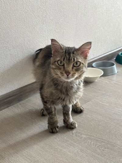 Лот: 23000724. Фото: 1. Кот Тихон. Кошки, котята