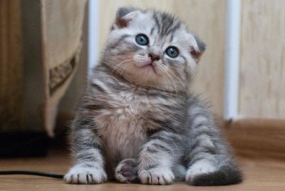 Лот: 6234304. Фото: 1. Куплю шотландского вислоухого... Кошки, котята