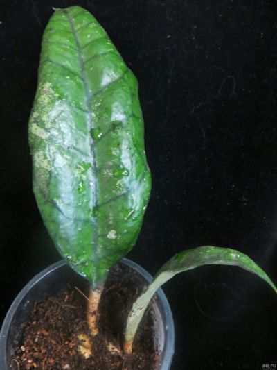 Лот: 13617188. Фото: 1. Хойя Hoya finlaysonii Burma. Горшечные растения и комнатные цветы