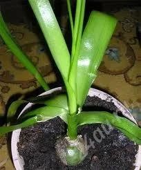 Лот: 1592525. Фото: 1. Лечебная брандушка - индийский... Горшечные растения и комнатные цветы