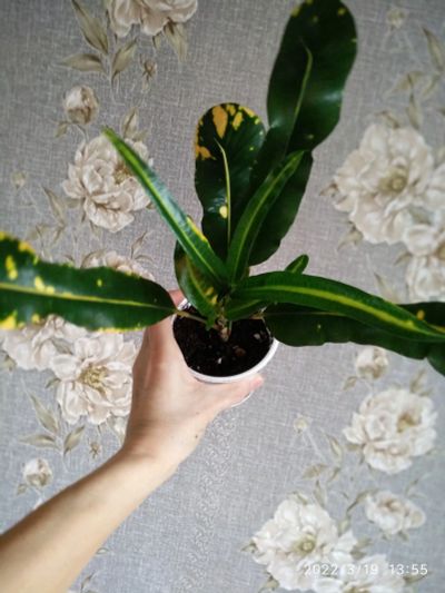 Лот: 18802154. Фото: 1. Кротон. Горшечные растения и комнатные цветы