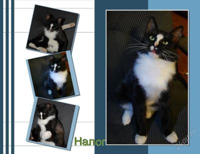 Лот: 1234750. Фото: 1. Подарю котишку, черно-белый. Кошки, котята