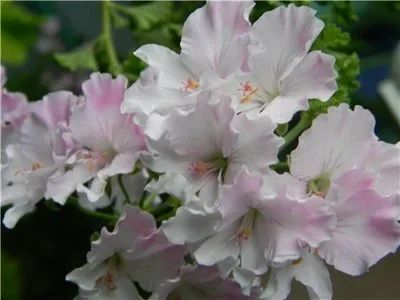 Лот: 15593025. Фото: 1. пеларгония ангел Quantock May. Горшечные растения и комнатные цветы