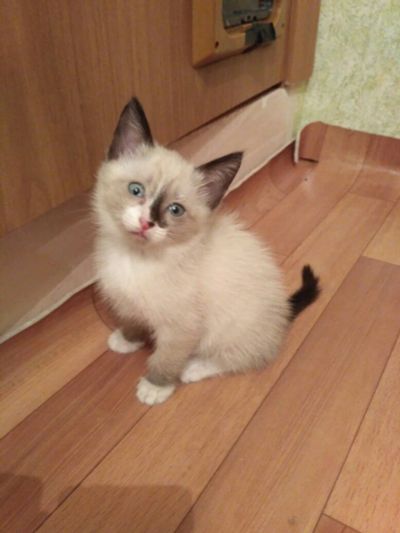 Лот: 10571786. Фото: 1. Кошечка сиамская голубоглазка. Кошки, котята
