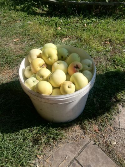 Лот: 18034885. Фото: 1. Яблоки Белый налив и Уральском... Овощи, фрукты, зелень