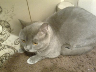 Лот: 9546597. Фото: 1. Котик-британец. Кошки, котята