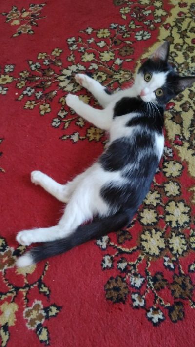 Лот: 17760515. Фото: 1. Котёнок, кошечка, домашние питомцы. Кошки, котята