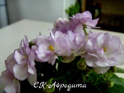 Лот: 5209981. Фото: 1. Фиалка сортовая-мини СК-Афродита... Горшечные растения и комнатные цветы