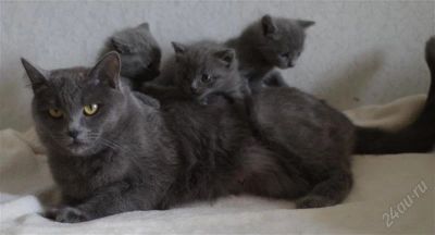 Лот: 2827226. Фото: 1. Котенок британ. Кошки, котята