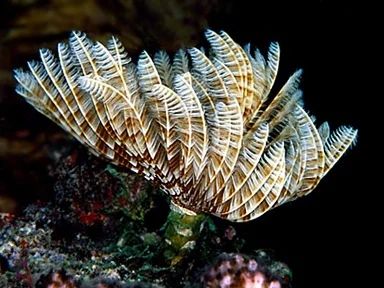 Лот: 8319260. Фото: 1. Трубчатый веерный червь. Моллюски, ракообразные, кораллы