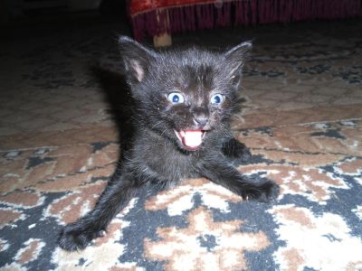 Лот: 3655378. Фото: 1. Отдам котят в хорошие руки. Кошки, котята