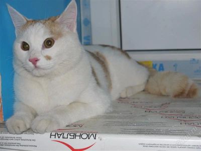 Лот: 2691255. Фото: 1. отдам кота 7 мес, в хорошие добрые... Кошки, котята