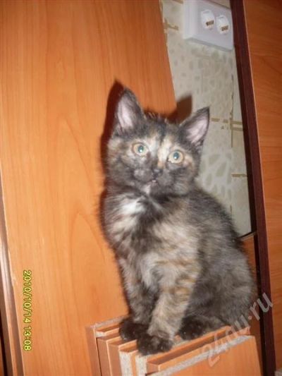 Лот: 508225. Фото: 1. красивая кошечка!!!. Остальные животные