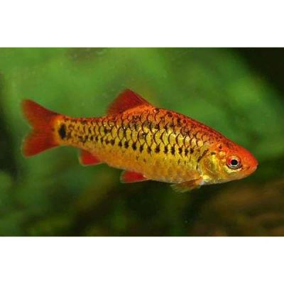 Лот: 16308673. Фото: 1. Рыбка-Барбус Шуберта -Barbus semifasciolatus... Рыбки