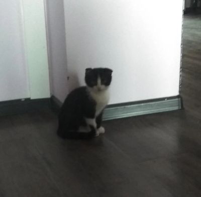Лот: 11362438. Фото: 1. Котенок вислоухий девочка. Кошки, котята