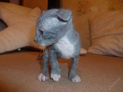 Лот: 1150275. Фото: 1. Котёнок уникальной породы Украинский... Остальные животные