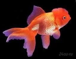 Лот: 6965365. Фото: 1. Золотая рыбка. "Оранда" (Carassius... Рыбки
