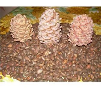 Лот: 8086411. Фото: 1. Кедровый орех - очень вкусный... Ягоды, орехи
