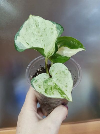 Лот: 19199836. Фото: 1. Эпипремнум Happy Leaf. Горшечные растения и комнатные цветы