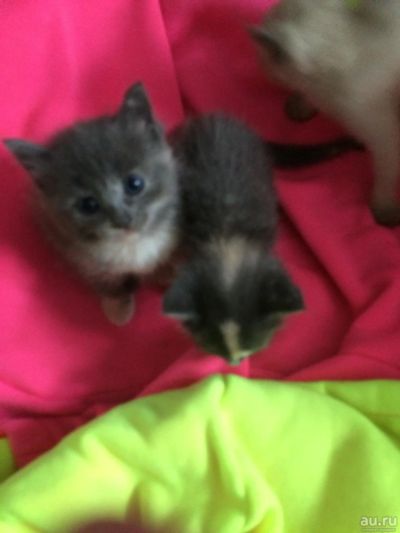Лот: 10083747. Фото: 1. Котята! Сиамский, дымчатый и трехцветная. Кошки, котята