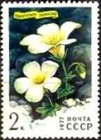 Лот: 8582417. Фото: 1. 1977. Цветы гор Сибири. Камнеломка... Марки