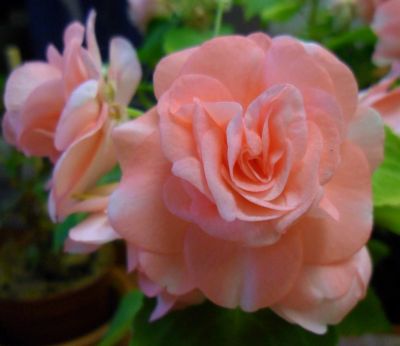 Лот: 11563139. Фото: 1. Бальзамин Pink Ruffles. Горшечные растения и комнатные цветы