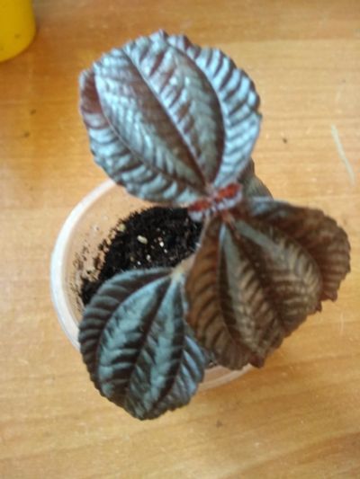 Лот: 11923737. Фото: 1. Пилея Pilea involucrata Norfolk. Горшечные растения и комнатные цветы