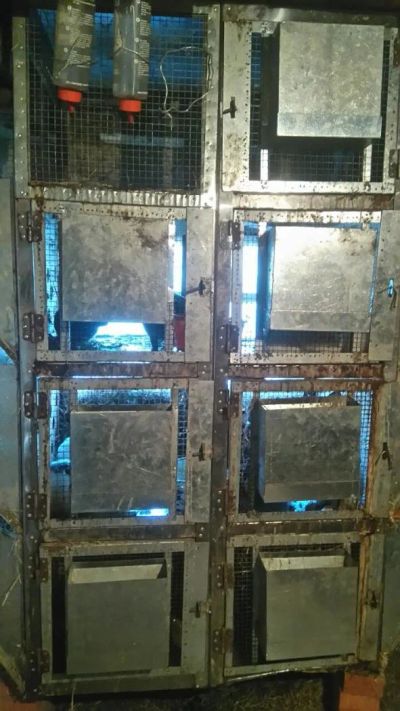 Лот: 10175023. Фото: 1. Клетка для кроликов. Другое (растения и животные)