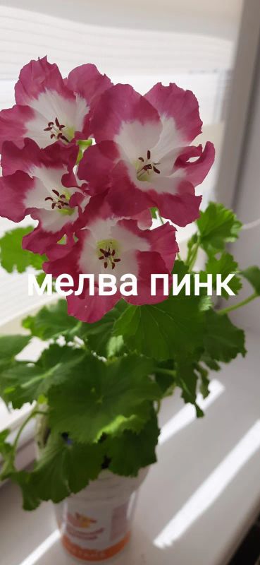 Лот: 23230671. Фото: 1. Пеларгония королевская. Горшечные растения и комнатные цветы