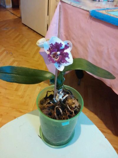 Лот: 9035442. Фото: 1. Взрослая детка орхидеи в горошек. Горшечные растения и комнатные цветы