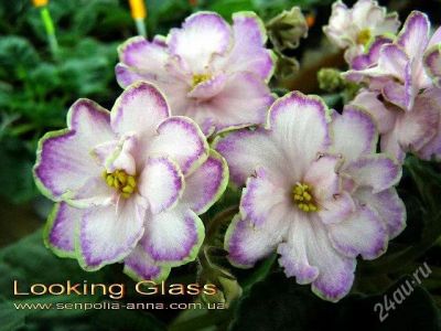 Лот: 1382514. Фото: 1. фиалка Looking Glass. Горшечные растения и комнатные цветы