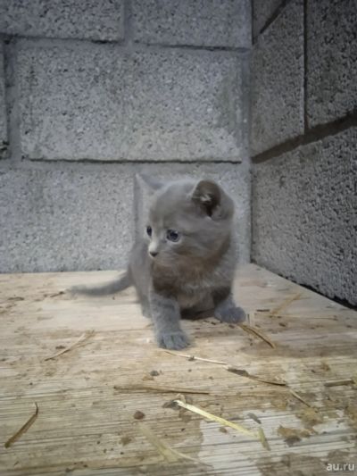 Лот: 17815858. Фото: 1. Котята даром. Кошки, котята