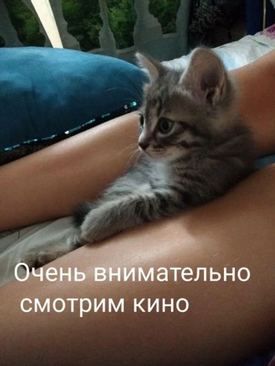 Лот: 16476912. Фото: 1. Котенок светло-серенький. Кошки, котята