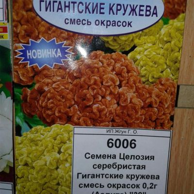 Лот: 9118769. Фото: 1. Семена / цветы / Целозия / серебристая... Садовые цветы