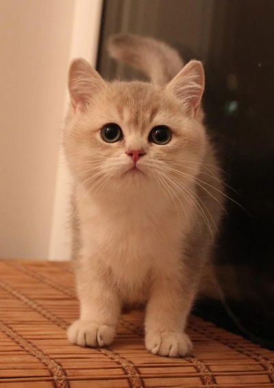 Лот: 4872036. Фото: 1. Британский котенок (голубая золотая... Кошки, котята