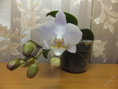 Лот: 2582949. Фото: 1. Орхидея фаленопсис расцветает. Горшечные растения и комнатные цветы