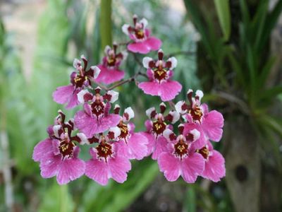 Лот: 11084989. Фото: 1. Орхидея Онцидиум Розовая. Горшечные растения и комнатные цветы